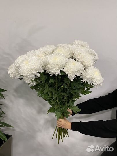 Хризантема одноголовая