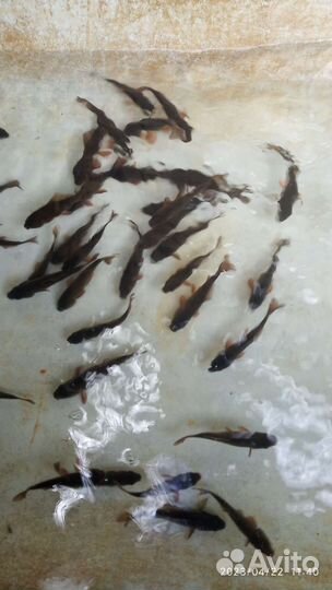 Карась Малек