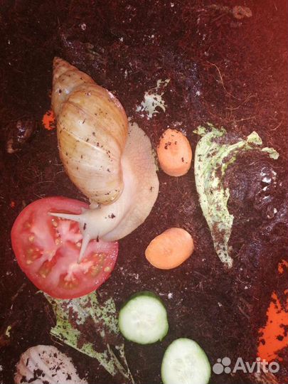 Улитки ахатины