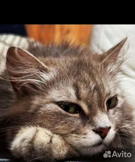 Кошка в дар бесплатно