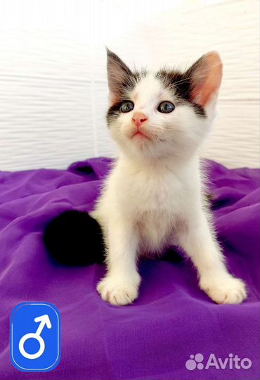 Кот трехцветный