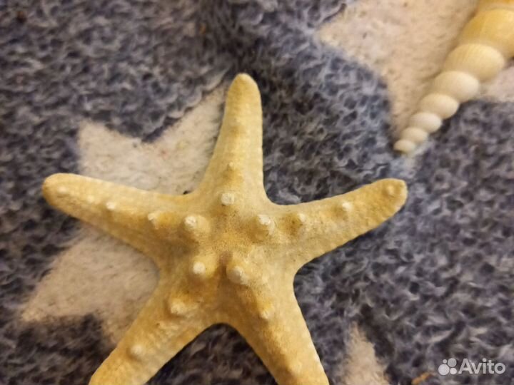 Морские ракушки раковины