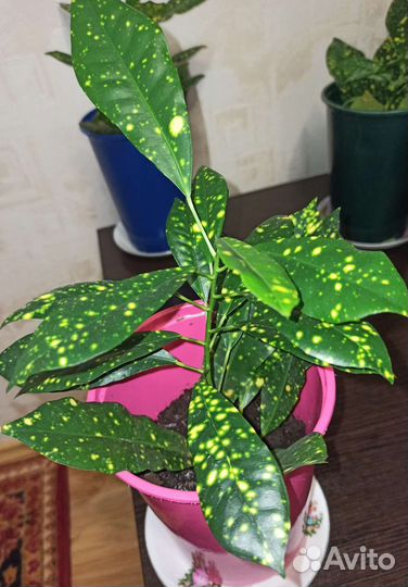 Кротон Золотая пыль