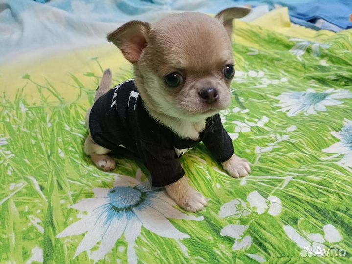 Малыш чихуахуа