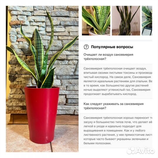 Сансевиерия трёхполосная - сортовая и др