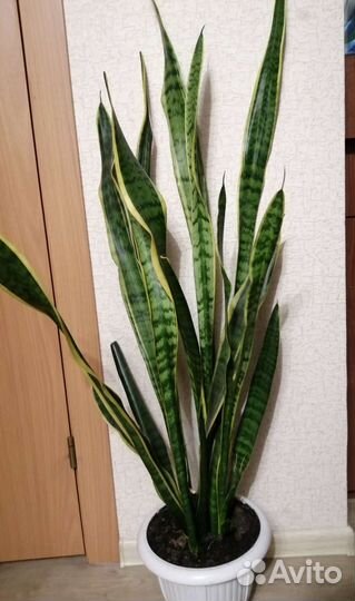 Сансевиерия