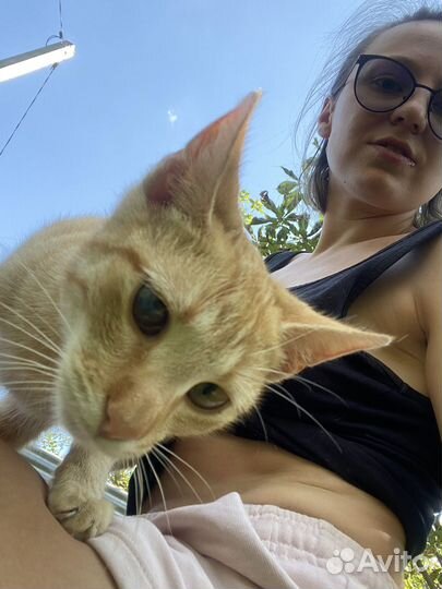 Рыжий кот в ответственные руки