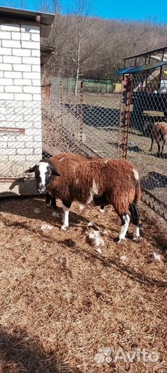 Продаётся племенной баран