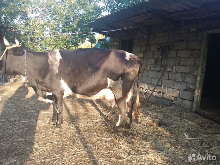 Коровы дойные молочные