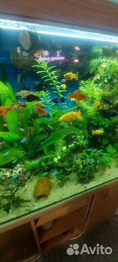 Украшения для аквариума