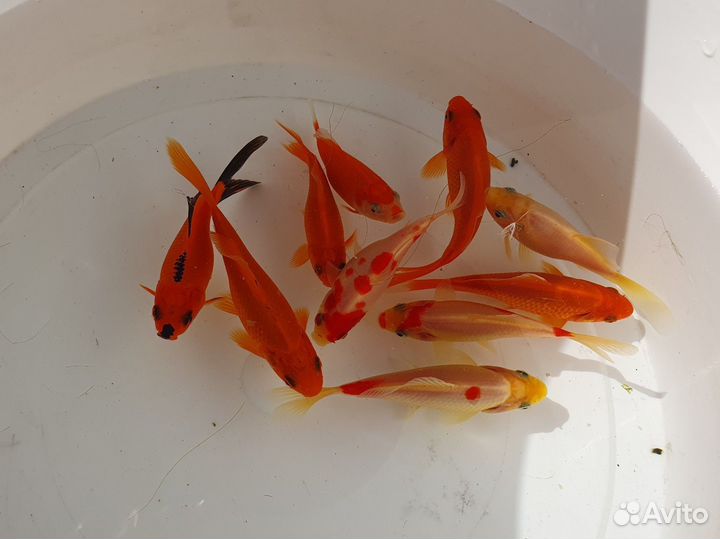 Рыбки для пруда