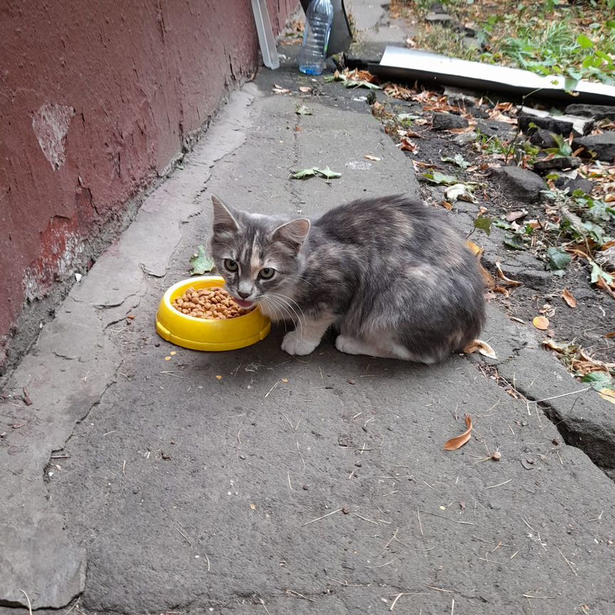 Котята в самые добрые руки