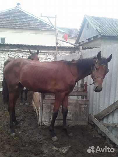 Лошади
