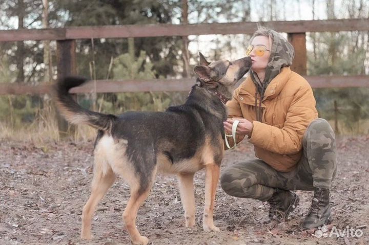 Овчарка в добрые руки