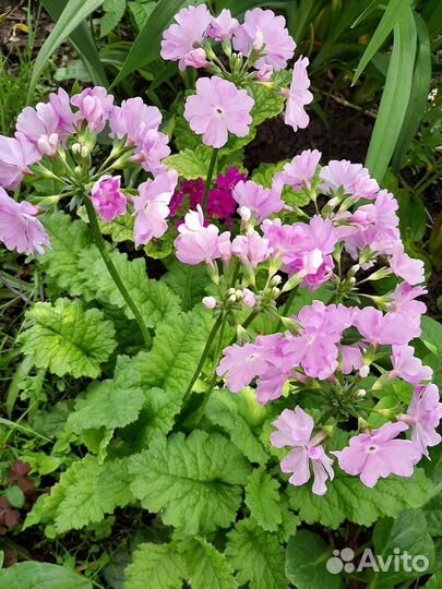 Примула Зибольда