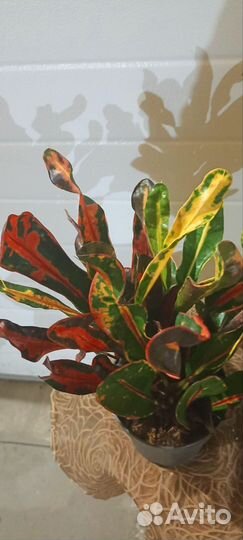 Комнатные растения