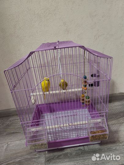 Клетка с волнистыми попугаями