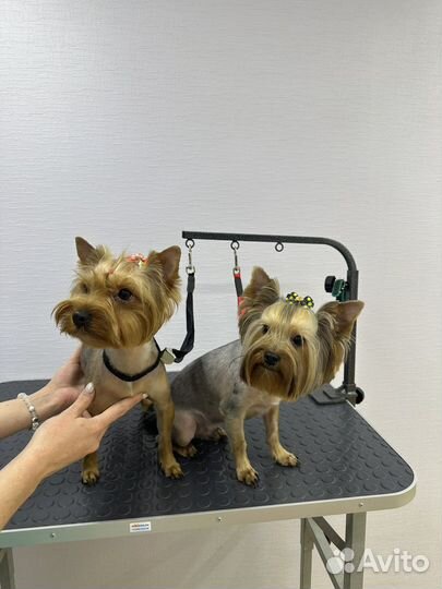 Стрижка собак у начинающего мастера