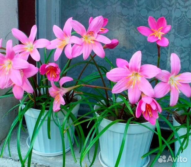 Зефирантес (выскочка)