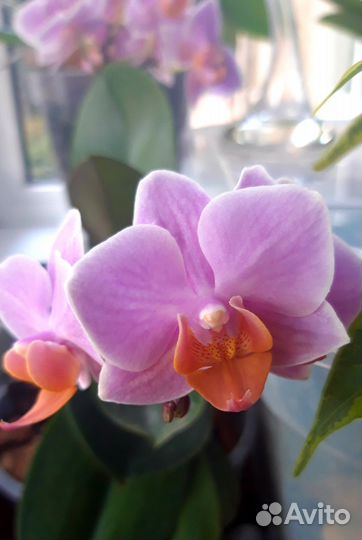 Орхидея фаленопсис