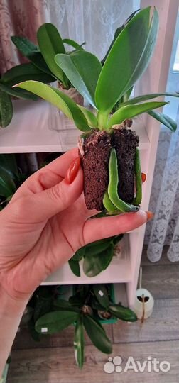 Орхидея фаленопсис