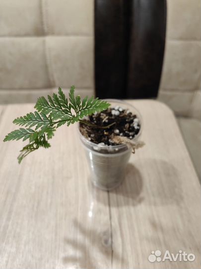 282. Папоротник Хумата