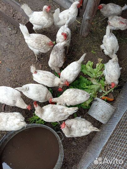 Куры несушки