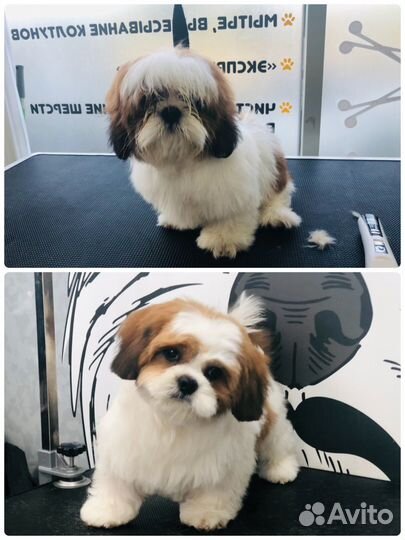 Стрижка собак и кошек, тримминг