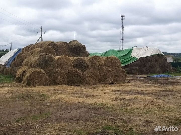 Хороший бюджетный постой для лошадей на ферме