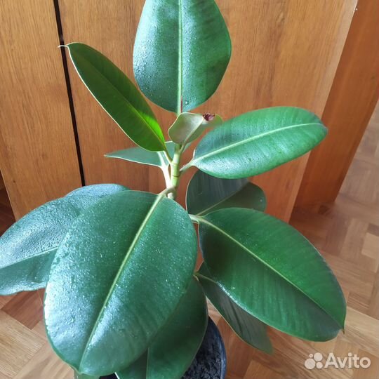 Фикус каучуконосный, Бенджамин Кинки