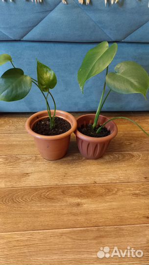 Монстера, аглаонема