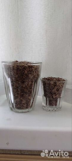 Семя укропа