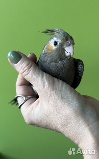 Попугай Корелла. Консультации по содержанию