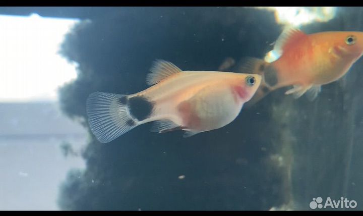 Аквариумные рыбки. Пецилия, меченосец