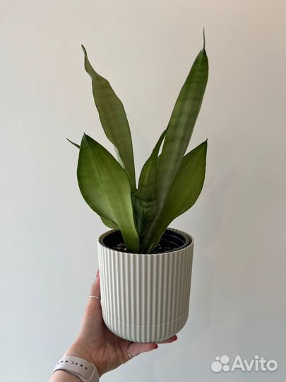 Сансевиерии разные