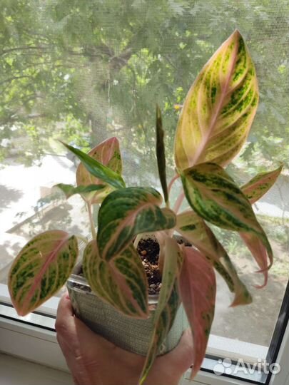 Бонсай кармона и другие