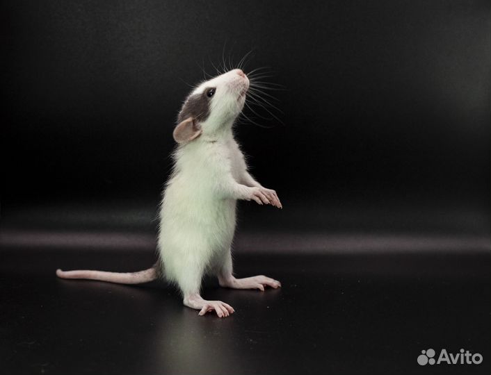 Крысята Дамбо. Купить крысу