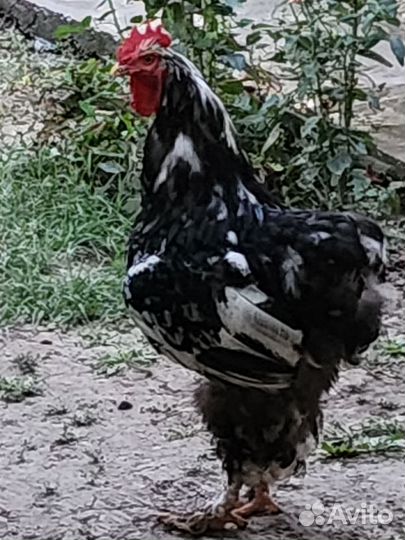 Молодые петухи