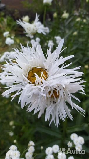 Ромашка игольчатая садовая