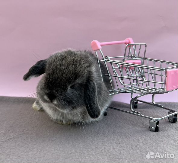 Карликовые вислоухие крольчата, минилоп