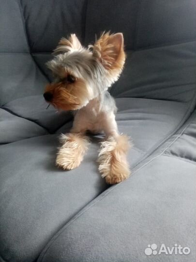 Йоркширский терьер