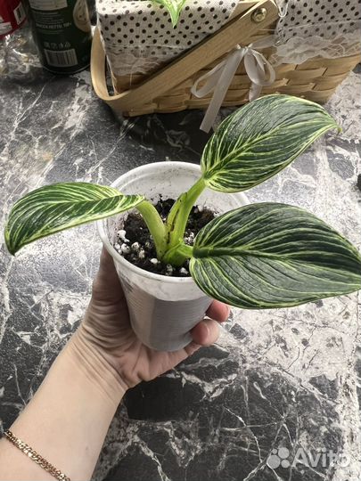 Филодендрон биркин