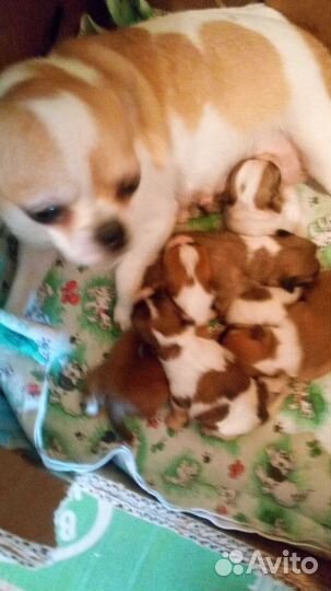 Чихуахуа мини