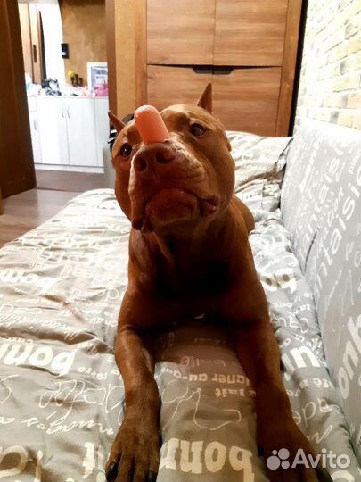 Вязка пит буль кобель