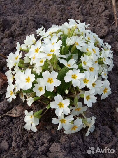 Примула и многое другое