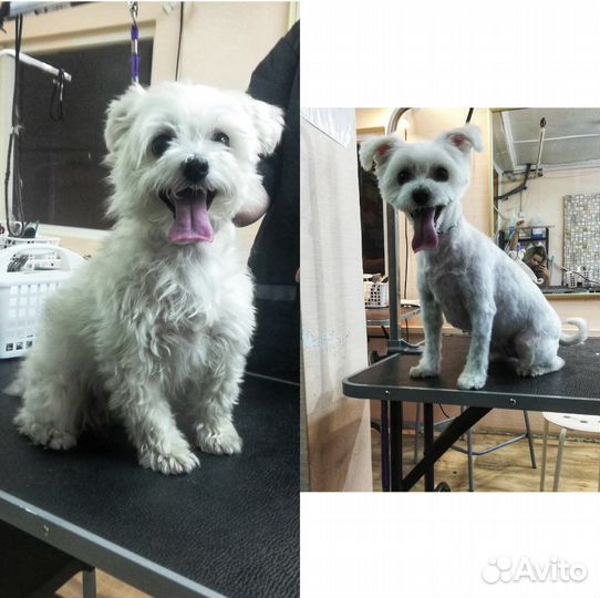 Грумер стрижка собак