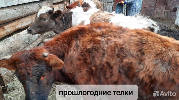 Коровы дойные молочные, бычки, тёлки