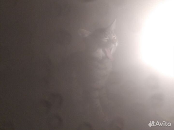 Кошечка 3 мес