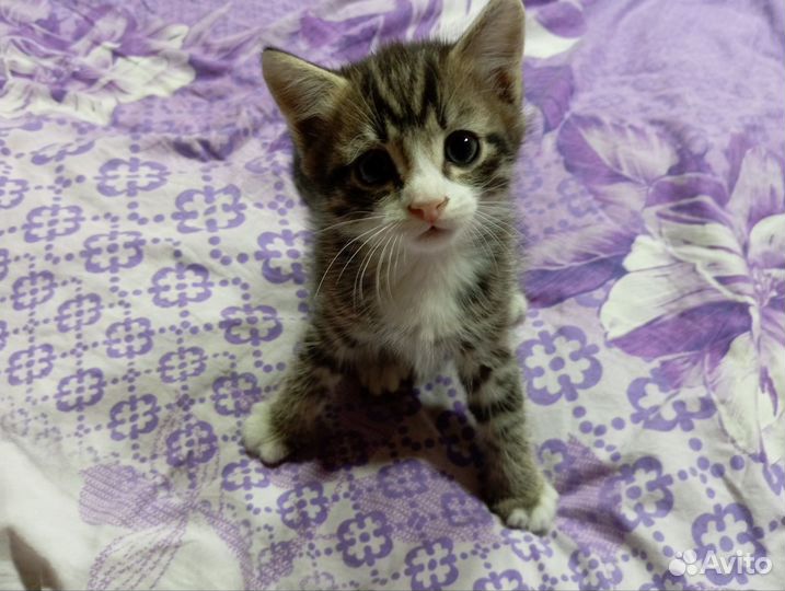 Отдам котят в добрые руки