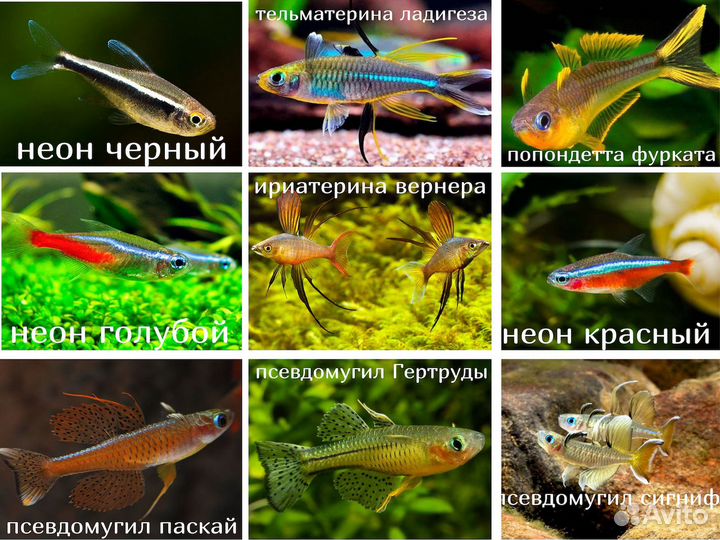 Аквариумные рыбки, креветки, улитки и раки